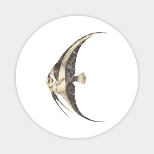 Fish illustration Magnet